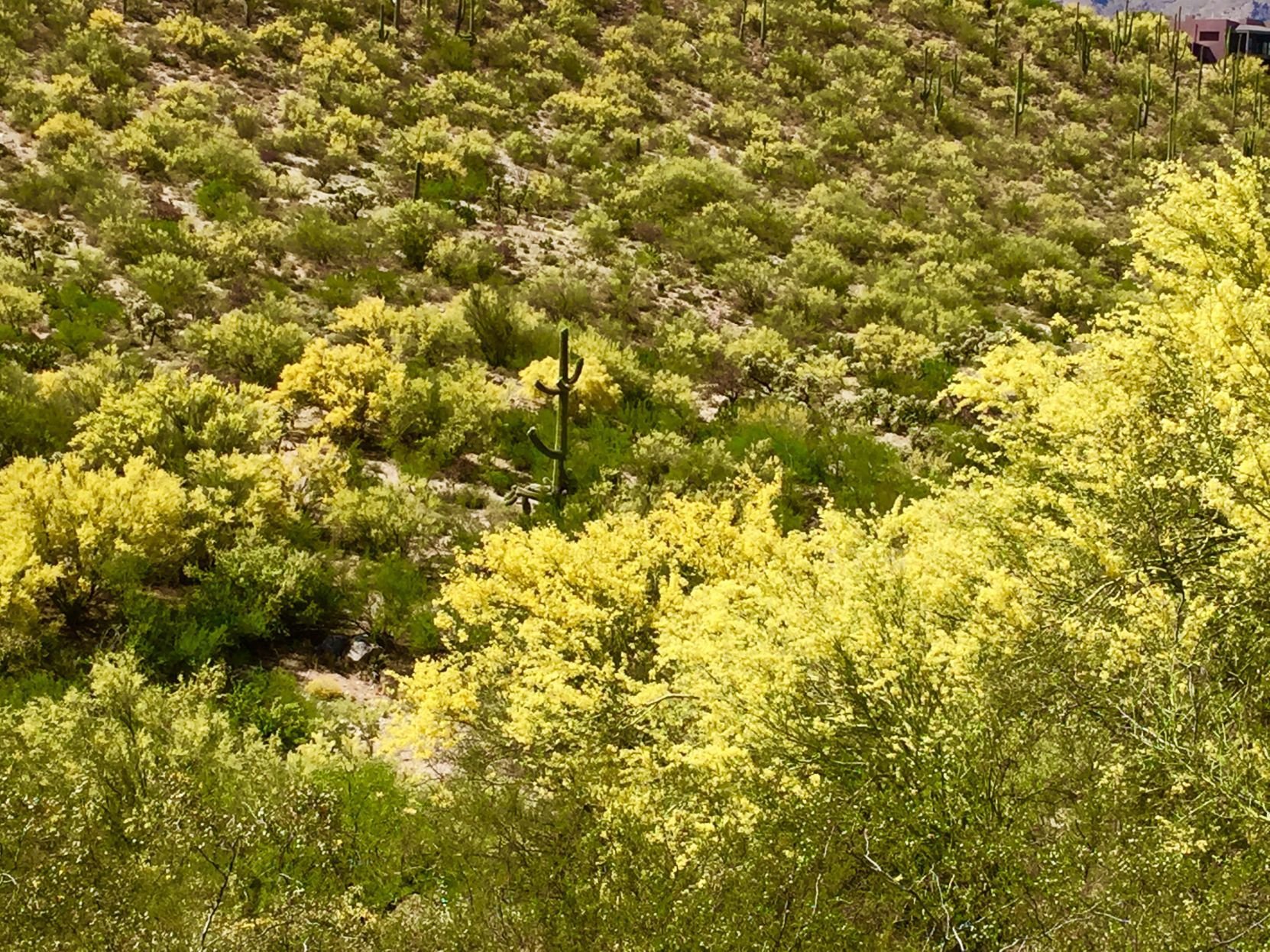 Palo verde blooms for acres